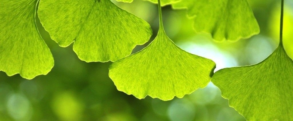 Ginkgo Biloba leaves health benefits