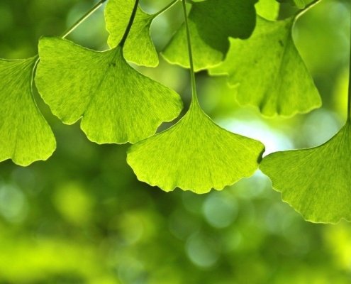 Ginkgo Biloba leaves health benefits