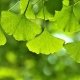 Ginkgo Biloba leaves health benefits